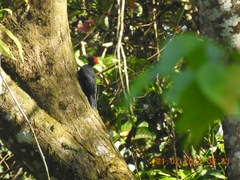 Dryocopus hodgei