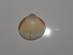 Arcoidea