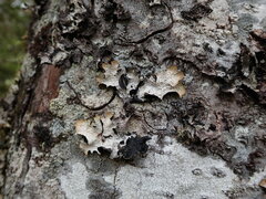Platismatia norvegica
