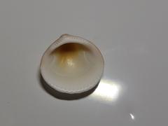 Arcoidea