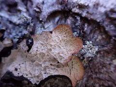 Platismatia norvegica