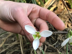 Galanthus nivalis