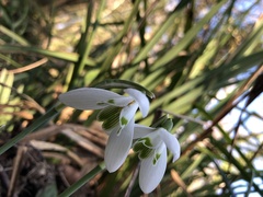 Galanthus nivalis