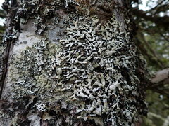 Hypogymnia enteromorpha