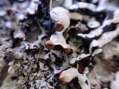 Hypogymnia enteromorpha