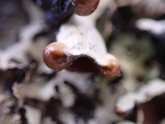 Hypogymnia enteromorpha