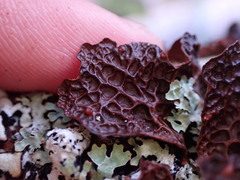 Lobaria anthraspis