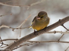 Chloris chloris