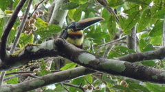 Pteroglossus pluricinctus