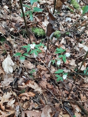 Anemonoides trifolia