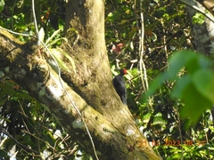 Dryocopus hodgei