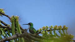 Anthracothorax nigricollis