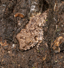 Oreobates quixensis