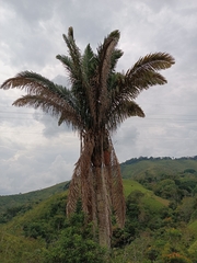 Attalea