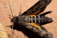 Isognathus allamandae