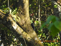 Dryocopus hodgei