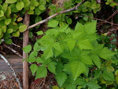 Rubus spectabilis