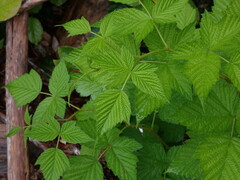 Rubus spectabilis