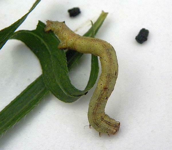 Common Gray Moth