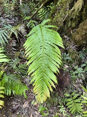Blechnum