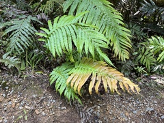 Blechnum