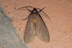 Elysius