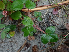 Fragaria chiloensis