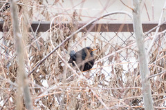 Turdus merula