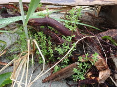 Galium trifidum
