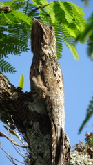 Nyctibius aethereus