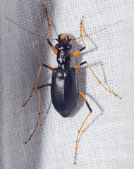 Oxycheila