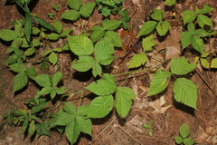 Stigmella villosella