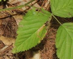 Stigmella villosella