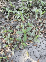 Ditaxis humilis