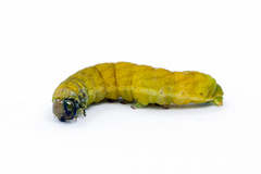 Phlogophora meticulosa