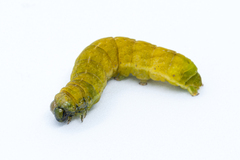 Phlogophora meticulosa