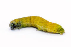 Phlogophora meticulosa