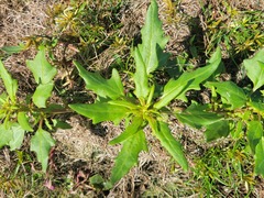 Oxybasis rubra rubra