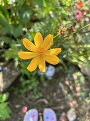 Cosmos sulphureus