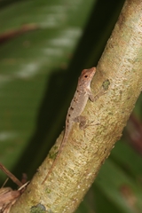 Anolis stratulus