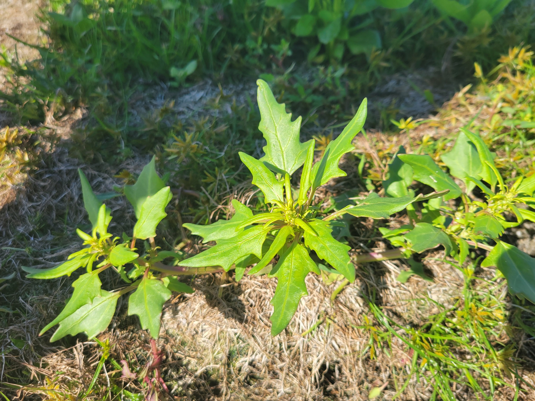 Chenopodium rubrum var. rubrum