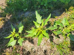 Oxybasis rubra rubra