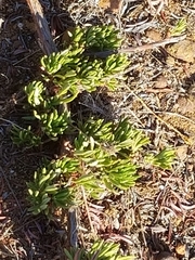 Crassula connata