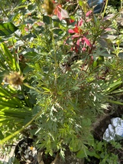 Cosmos sulphureus