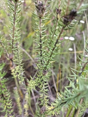 Phylica curvifolia