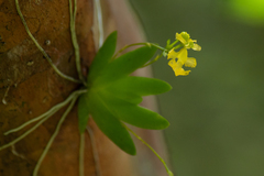Erycina pumilio