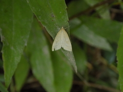Udea lutealis