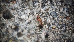 Formicoidea