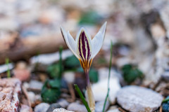 Crocus nubigena