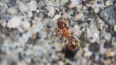 Formicoidea